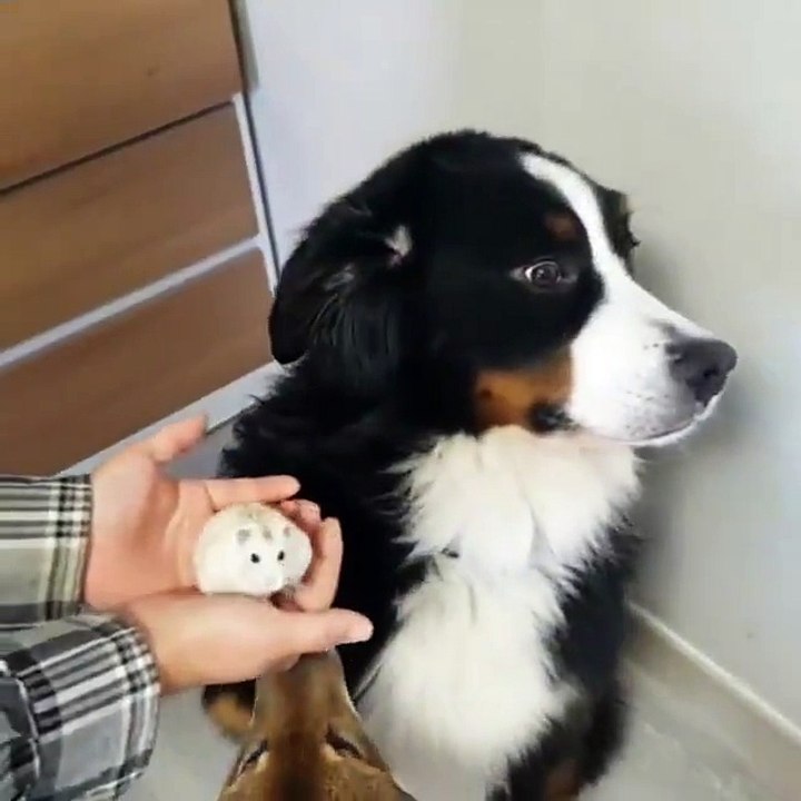 Dog has hilarious reaction to owners new hamster