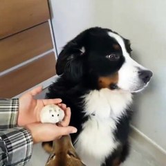Dog has hilarious reaction to owners new hamster
