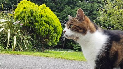 CAT FILMED ON GIMBAL CAMERA STABLEIZER