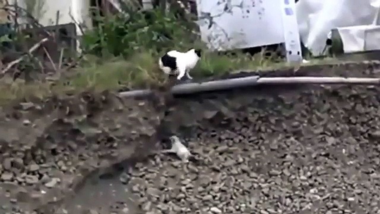 Çukura Düşen Yavru Köpeği Kurtaran Yardımsever Kedi