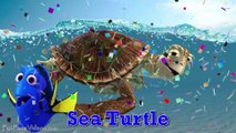 Wrong Mouth Funny Learn Sea Animals Shark Names Finding Nemo Dory Finger Family Nursery Song Kids