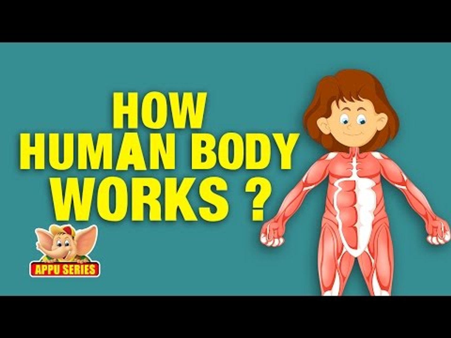 How the Human Body Works - Kids Animation Learn Series