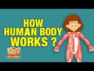 How the Human Body Works - Kids Animation Learn Series
