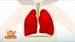 Learn Human Body - Respiratory System