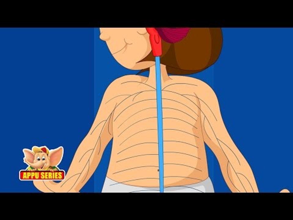 Learn Human Body - Nervous System