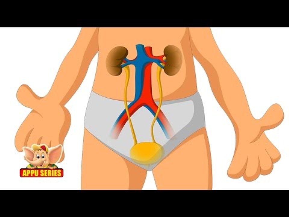 Learn Human Body - Urinary System