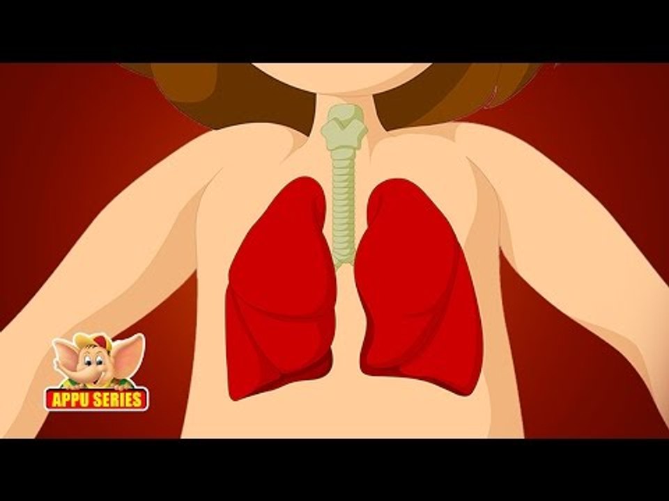 Learn - Body Parts
