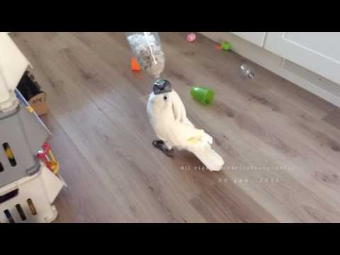 Cockatoo Works Hard for Pine Nuts