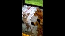 ベンガルの子猫２匹がガラス戸をカリカリ、お家に入れてアピール！w