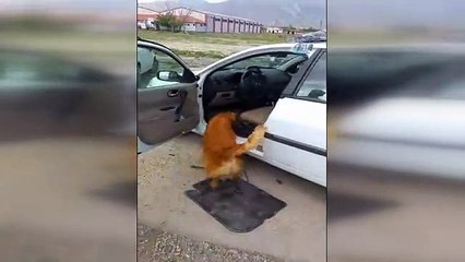 İranlı Kardeşler Erzincan'da 41 Kilo Eroin ile Yakalandı