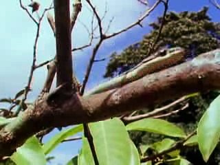 Animal Planet The top ten most daredevils in the animal kingdom