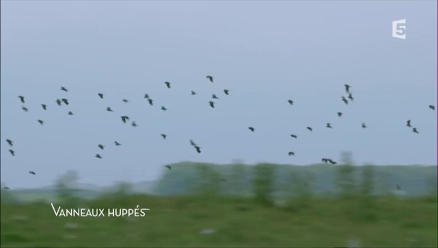 Wild Trip Le clan des primitifs Saison 1