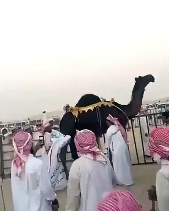 القيضية