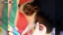 Cute Micro Pig - A Cute Mini Pig Videos Compilation 2015-Ikw5HhxC5UM