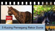 211.Menakjubkan, Inilah 5 Kucing Pemegang Rekor Dunia