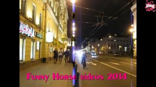 191.FUNNY HORSES ★ Funny Horse Videos 2016  (HD) [Funny Pets]