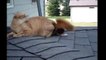 205.CAT AND SQUIRREL PLAYING ★ Squirrel Playing with Cat (HD) [Funny Pets]