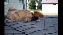 205.CAT AND SQUIRREL PLAYING ★ Squirrel Playing with Cat (HD) [Funny Pets]