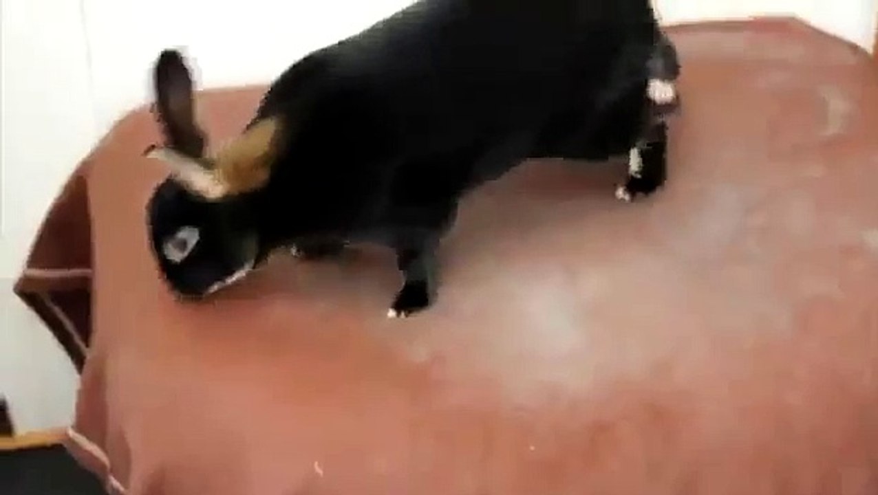 201.SCREAMING RABBIT ★ Funny Screaming Rabbit (HD) [Funny Pets]