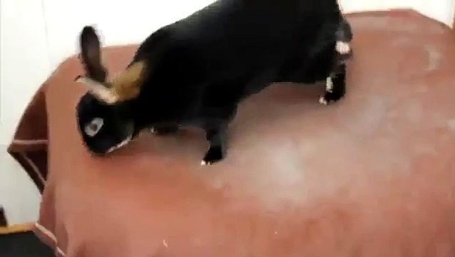 201.SCREAMING RABBIT ★ Funny Screaming Rabbit (HD) [Funny Pets]