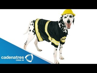 Bingo, el perro bombero de Pachuca / Bingo, the dog firefighter Pachuca