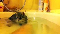 Funny Cats Enjoying Bath _ Cats That