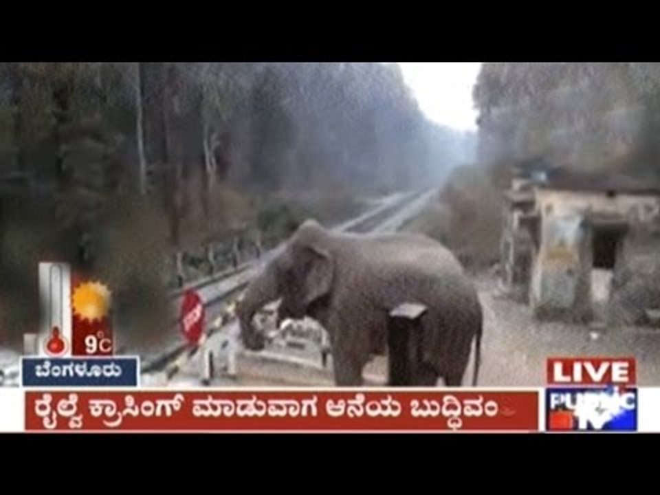 Kolkata: Elephant Lifts Railway Gate & Passes Railway Crossing