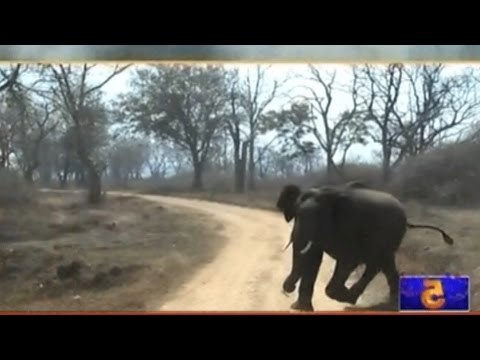 Bandipur: Lone Elephant Attacks Forest Guards Jeep Who Went To Feed Wildfire Affected Animals