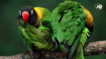 Horns and Teeth That Grow in a Spiral Form