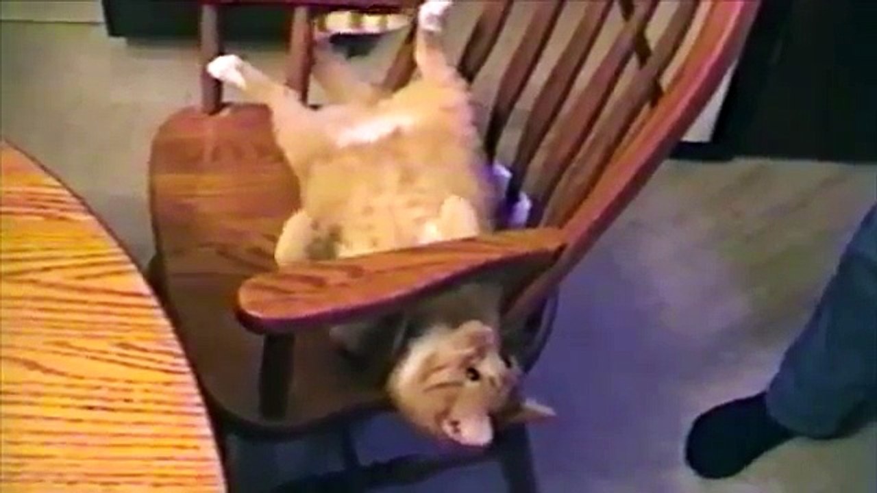 AFV Animals Best of April!