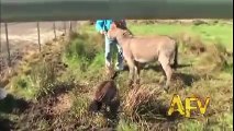 America s Funniest Animal Clips   Animals   AFV
