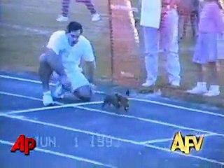 America s Funniest Home Videos  Animal Clips
