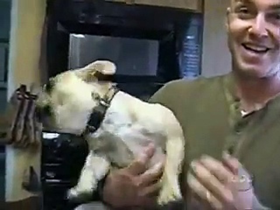 Americas Funniest Videos Animals part 1