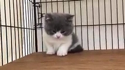 店橋憲一の気になる寝落ち猫5