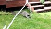174.Funny Raccoons ★ Keep Calm And Be A Raccoon [Funny Pets]