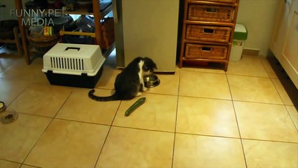 171.Cats VS Cucumber 2016 (NEW) (HD) [Funny Pets]
