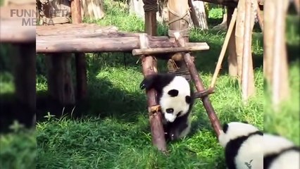 172.PANDAS PLAYING ★ Funny Panda VIDEOS [Funny Pets]
