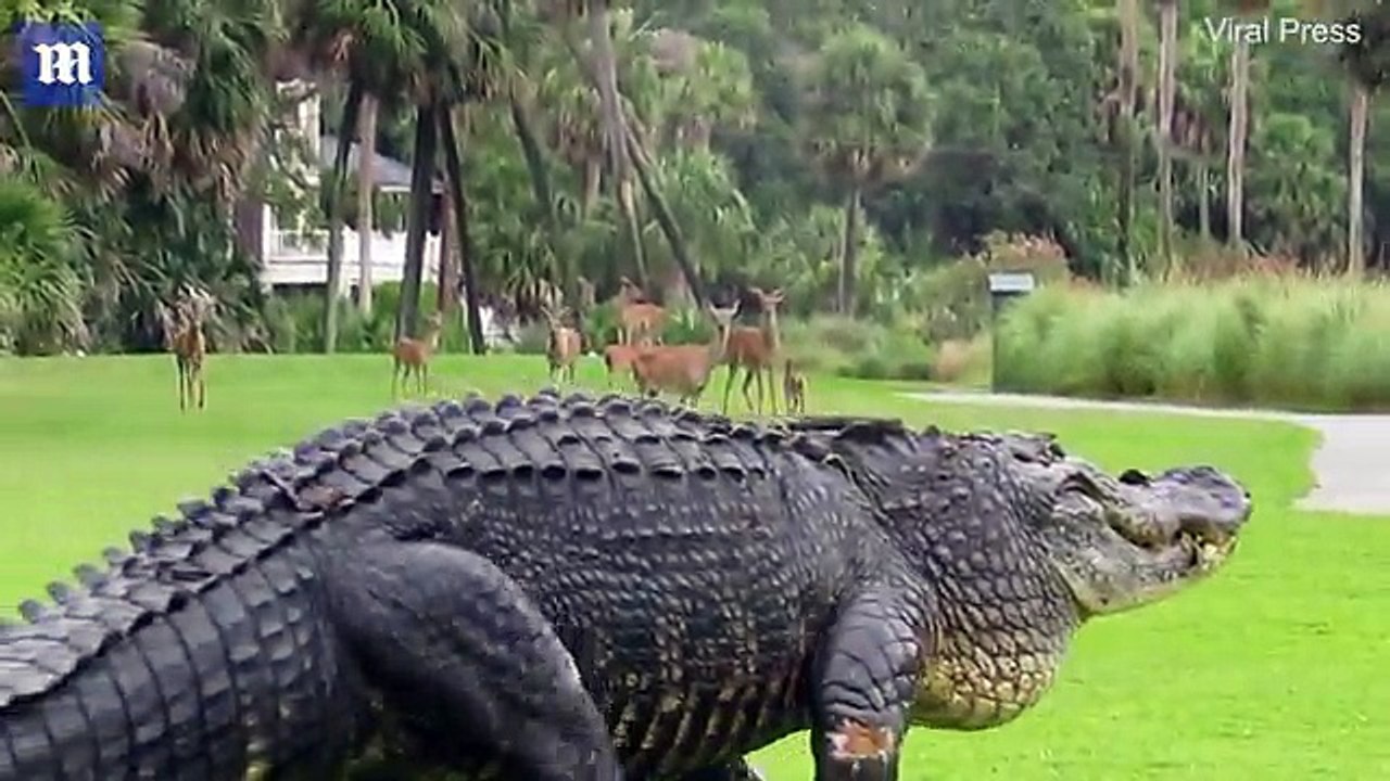 Huge alligator shocks hard of deer on golf course in South Carolina
