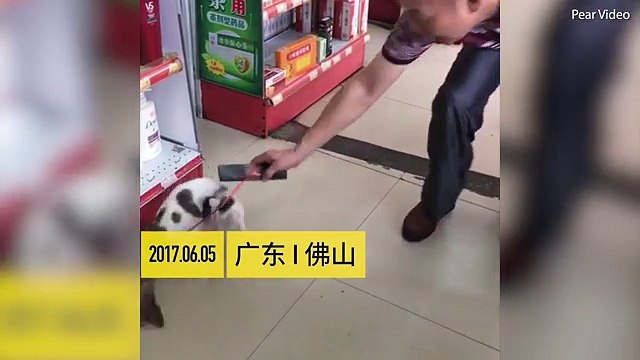 owner has to train his 'useless pet' to catch rodents by tying one to its neck but the feline still fails