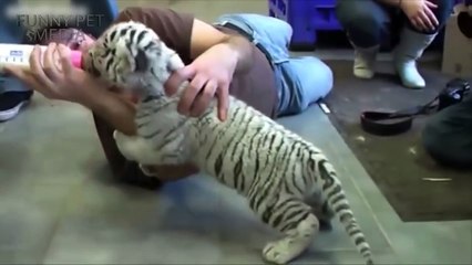 173.FUNNY TIGER CUBS  Tiger Cubs PLAYING (HD) [Funny Pets]