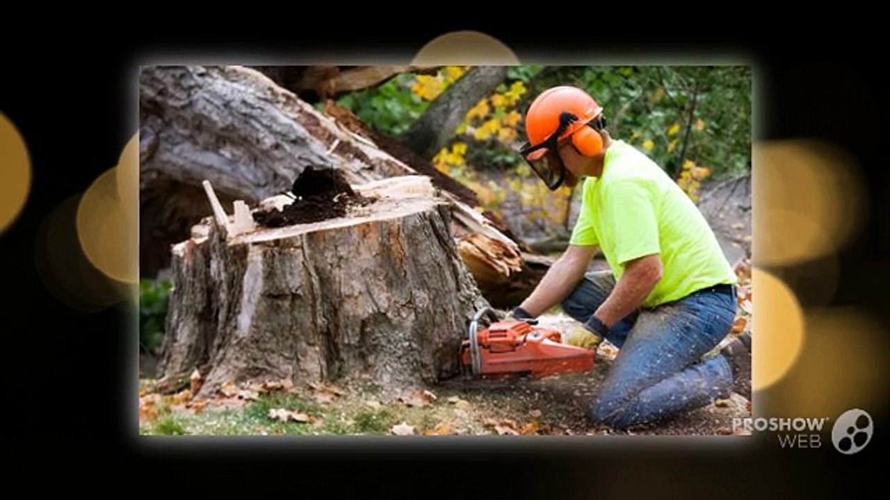 Tree Felling Doncaster