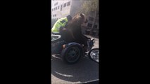 Un ours fait de la moto sur un Sidecar