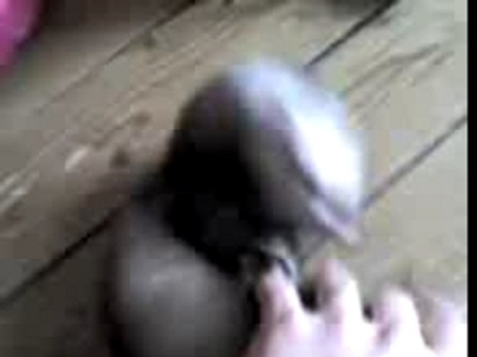Zouzoute qui joue