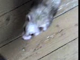 La zouzoute qui furette