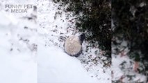 162.PANDAS Playing in Snow (HD) [Funny Pets]