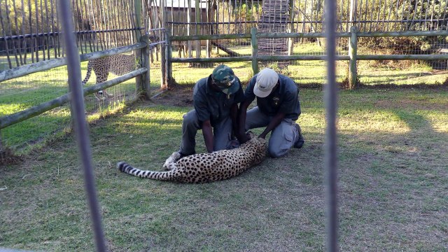 Un guépard attaque un guide en afrique du sud