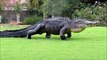 Voici Sherman the Tank, un crocodile énorme qui squatte sur un green de golf aux USA