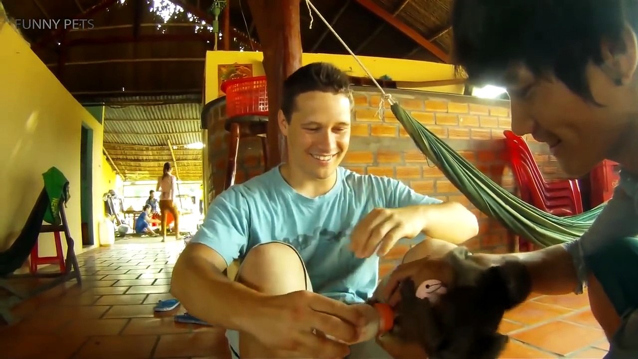 123.MONKEYS VS CATS (HD) [Funny Pets]