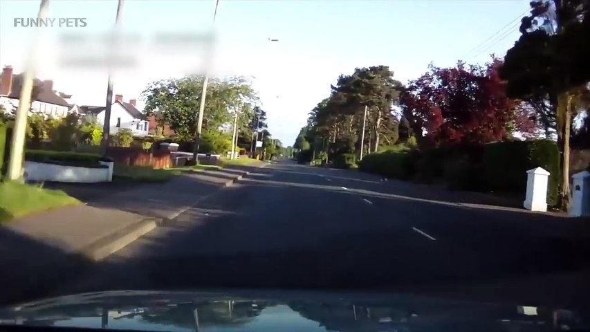 117.Luckiest Animals on the Road ★ Caught on DASH CAM [Funny Pets]