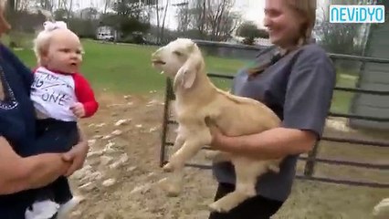 Keçiyi taklit eden minik